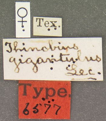 Media type: image;   Entomology 6577 Aspect: labels